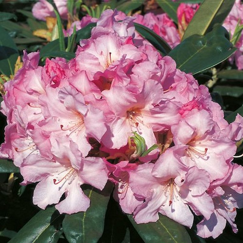 BELLEFONTAINE Inkarho