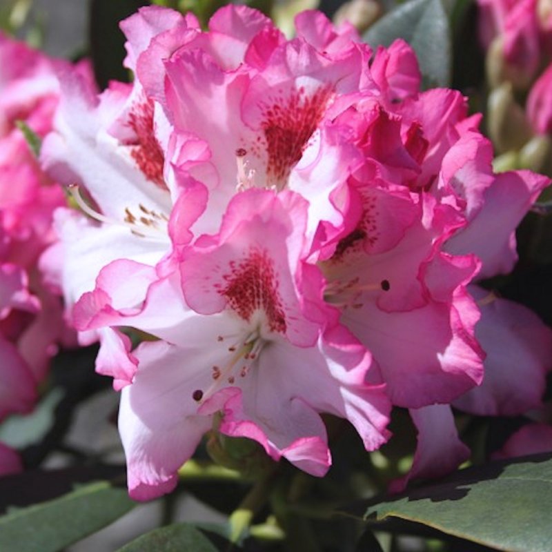 HACKMANN'S CHARMANT Inkarho