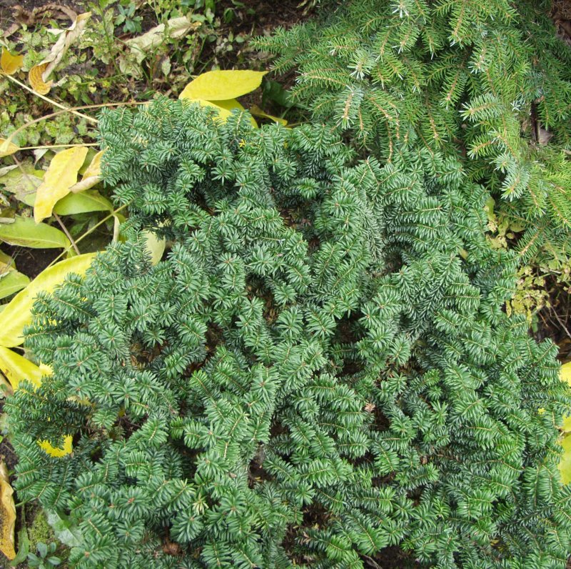 JAPANIN KÄÄPIÖMARJAKUUSI