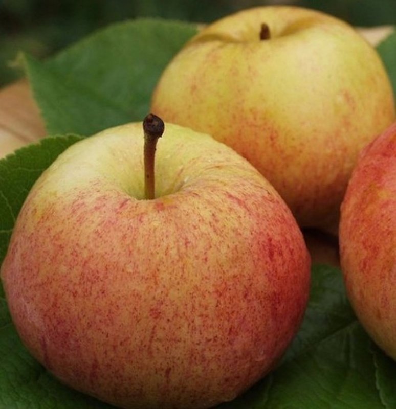 LÅNGSJÖN PÄÄRYNÄOMENA