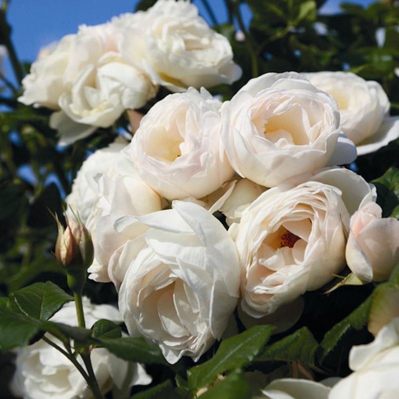 UETERSENER KLOSTERROSE