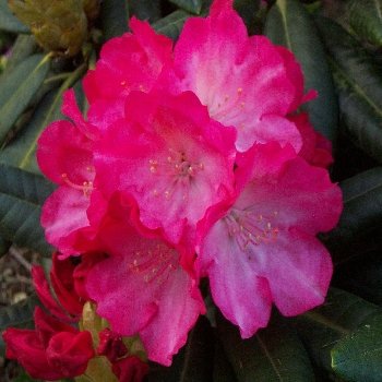 FANTASTICA   Inkarho