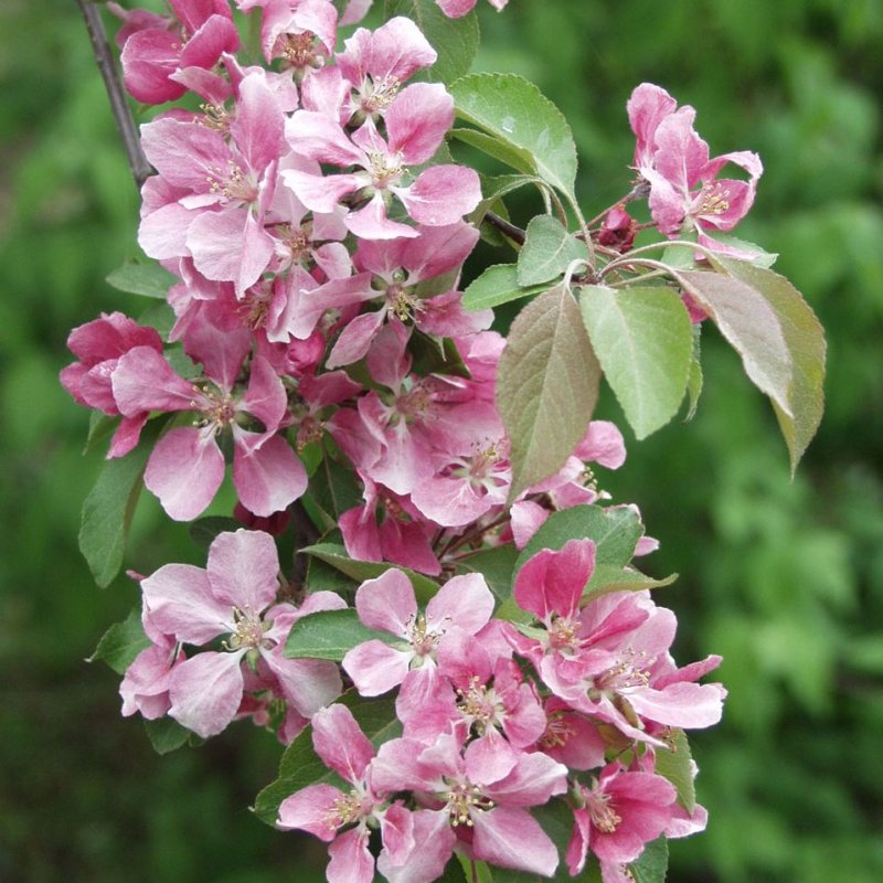 KORISTEOMENAPUU HOPA