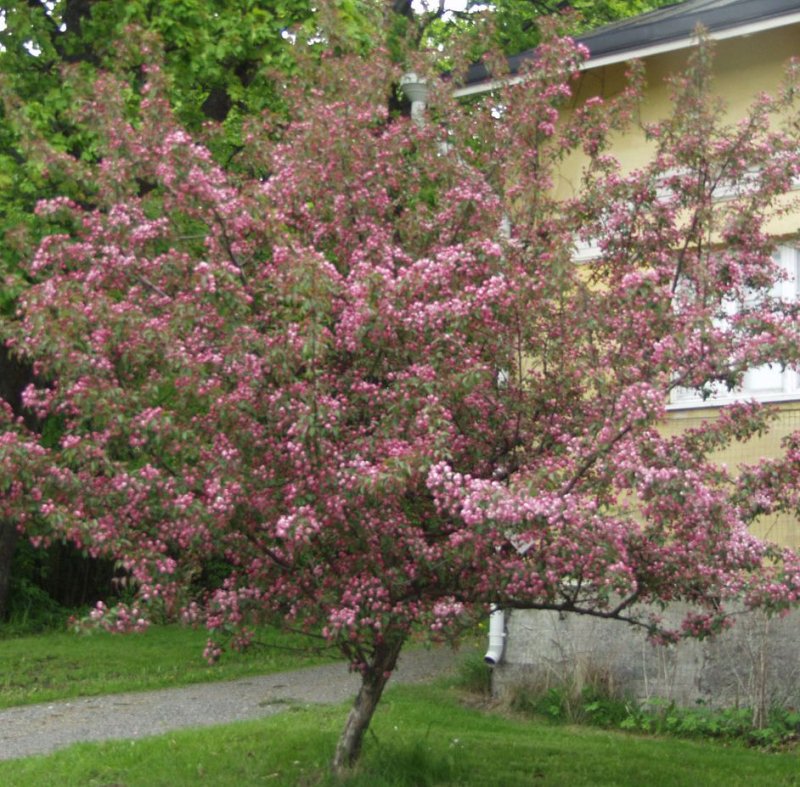 KORISTEOMENAPUU MAKA-MIK