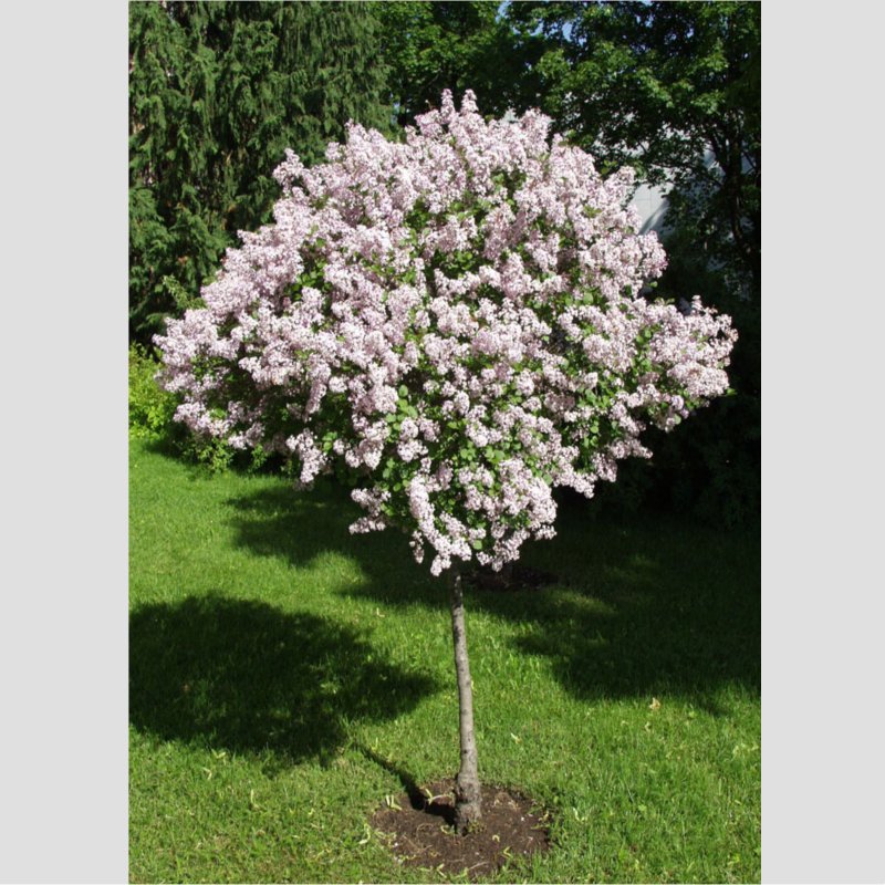 PIKKUSYREENI RUNGOLLINEN