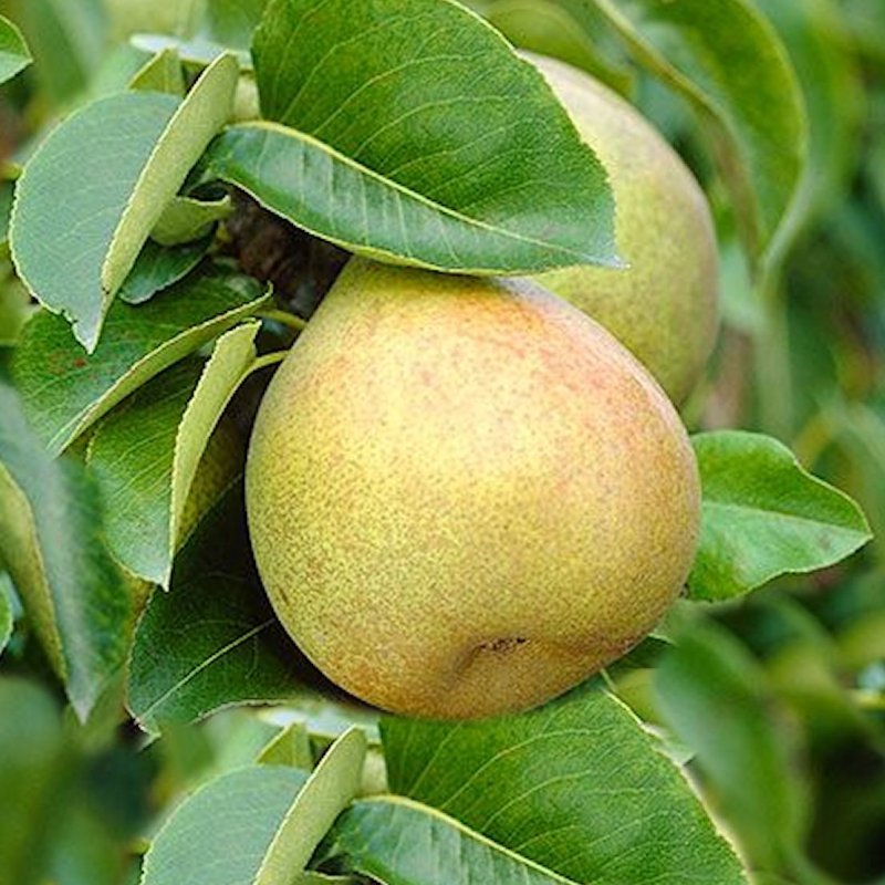 TSHIZHOVSKAJA