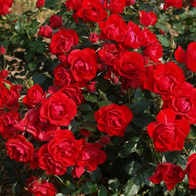 BLACK FOREST ROSE