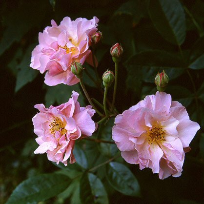 MYSKIRUUSU CORNELIA