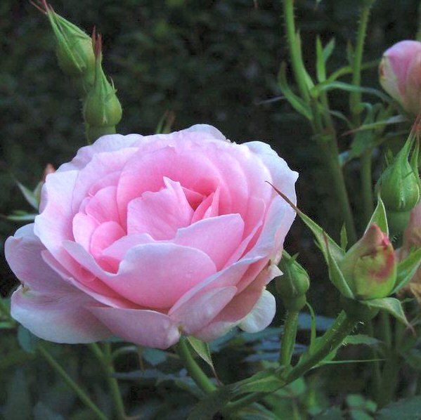 MORDEN BLUSH