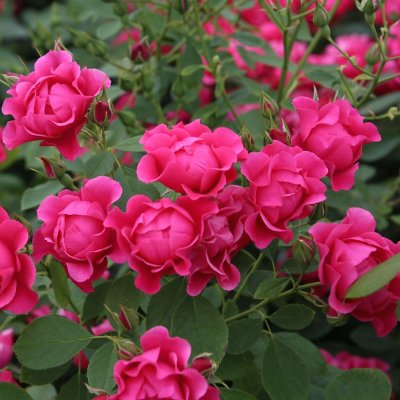 PINK FOREST ROSE