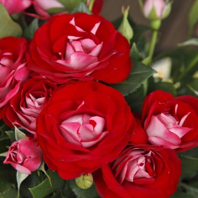 ROSE DER EINHEIT