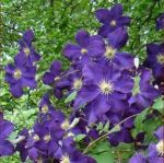 Kuva 1